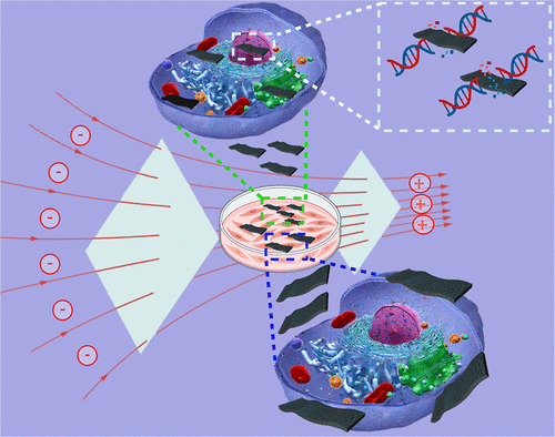 Potential Genotoxicity of MXenes Using a DNA Comet Assay. ACS Appl. Bio Mater. 2024, 7, 12, 8351-8366