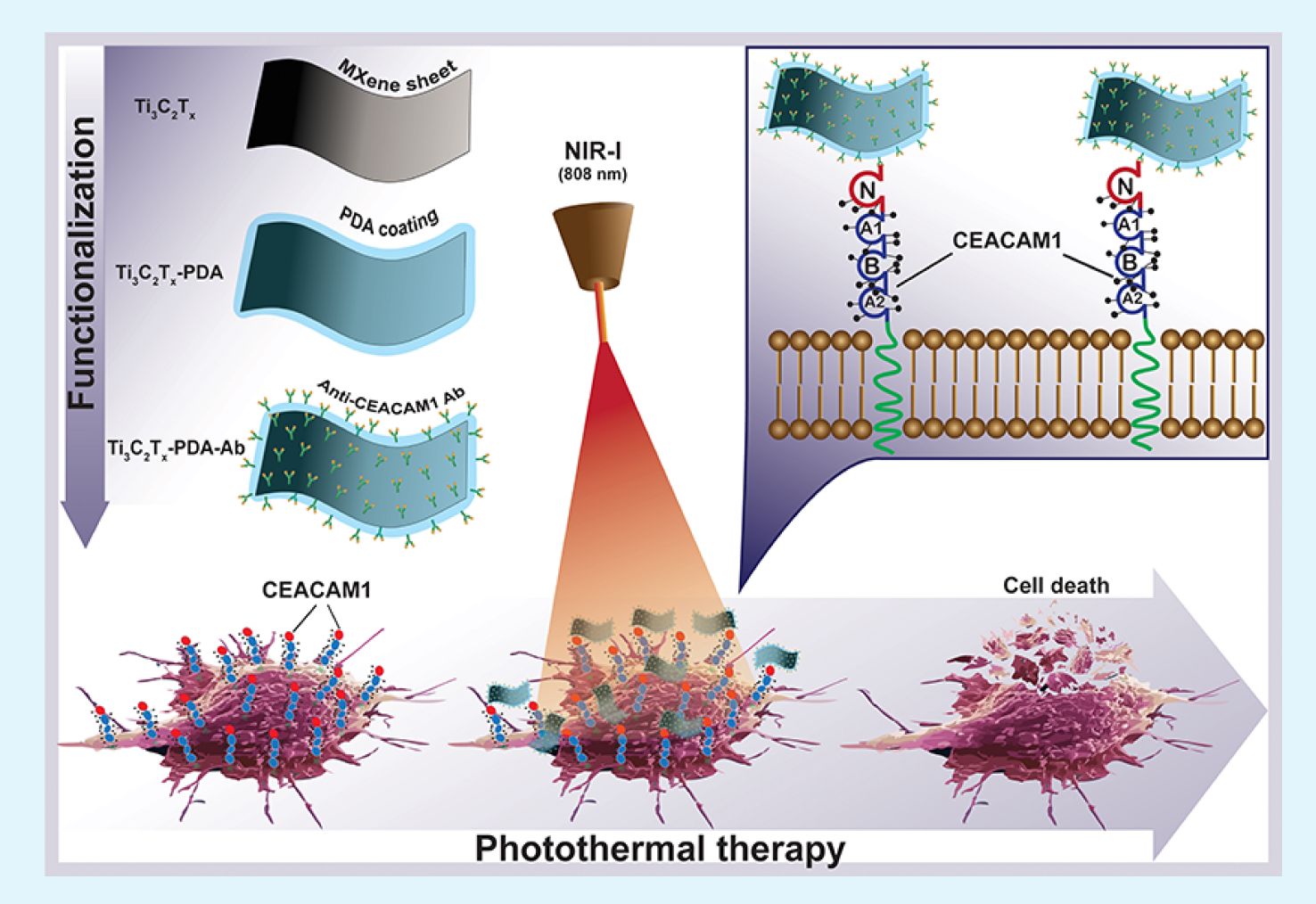 MXene-Polydopamine-antiCEACAM1 Antibody Complex fro cancer therapy