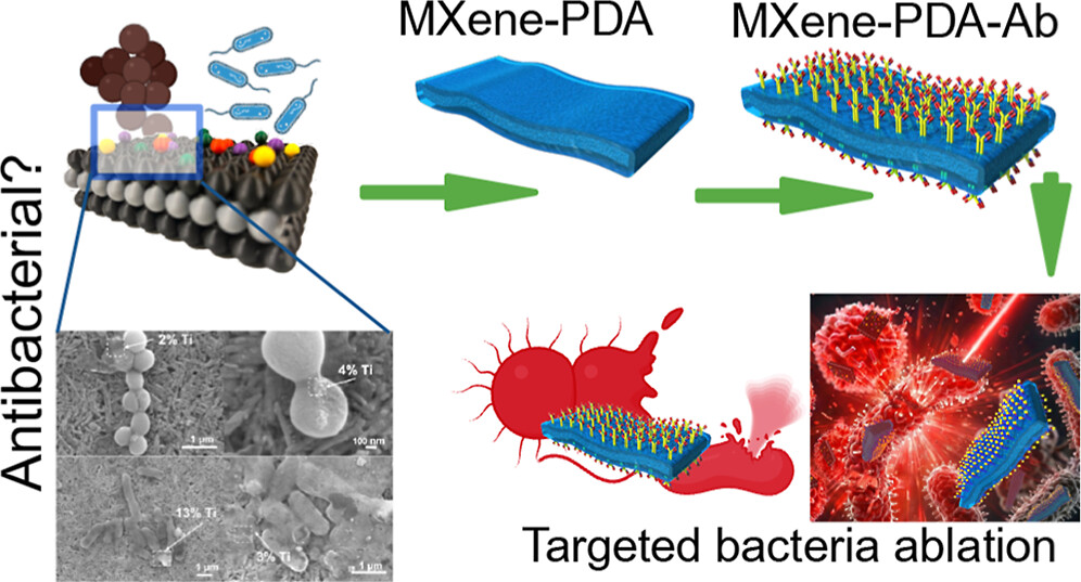 Targeted PTT using antibody-functionalized MXene nanosheets