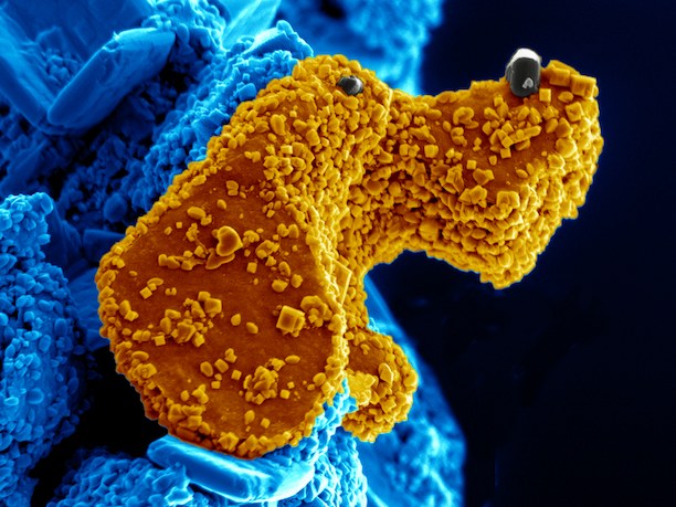 Roland Snow Award 2013 winner - The Carbon-Anatase Dog , Babak Anasori, Michael Naguib, Yury Gogotsi, Michel W. Barsoum Roland Snow Award 2013 winner - The Carbon-Anatase Dog , Babak Anasori, Michael Naguib, Yury Gogotsi, Michel W. Barsoum