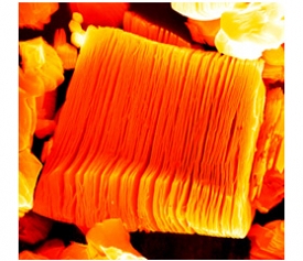 Scanning electron micrograph of an exfoliated particle with the size of about 10 micrometers. MXenesheets can be separated by sonication. SEM – B. Anasori, color – P. Gogotsi